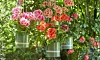Pelargoner är tåliga solälskare som blommar oavbrutet hela sommaren. Det finns en favorit för alla – blodröd eller romantiskt rosa. Ge näring och plocka bort vissna blommor så belönar den dig rikligt. Låt den torka upp lätt mellan vattningarna – den ska absolut inte stå i vatten.
