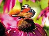 Röd rudbeckia får påhälsning av en av sommarens flyktiga gäster.