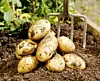 Nygrävd färskpotatis, en riktig delikatess! Foto: Olof Näslund