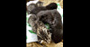 Foto: Kattjouren