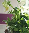 Helleborus niger.Foto: Blomsterfrämjandet