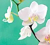 Brudorkidéer, Phalaenopsis hybrid, är riktiga långblommare.