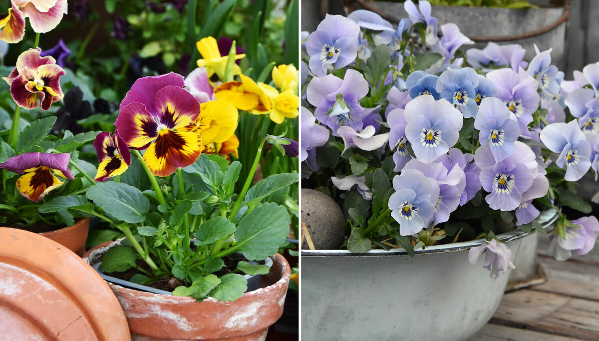 Penséer: 11 tips för en lyckad plantering
