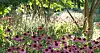 Röda solhattar, Echinacea purpurea, ger Drömparken karaktär på sensommaren. Foto: Anette Sievers