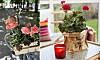 Foto: Blomsterfrämjandet/Lina Arvidsson