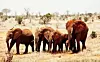 Elefanter i nationalparken Tsavo West i Kenya. Foto: Camilla Lindqvist
