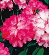 Stora mjuka volangkjolar i rosa tyll och siden draperar ’Fantastica’. Vissa sorter kan bli ett par meter höga. Härdig till zon 4–5.Foto: Bernt Svensson m fl