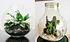 Man behöver inte ha särskilt gröna fingrar för att skapa ett växtterrarium, enligt Ulrica Nordström. Foto: Ulrica Nordström
