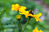 Humlor och blommor inspirerar till att se allt det vackra i livet